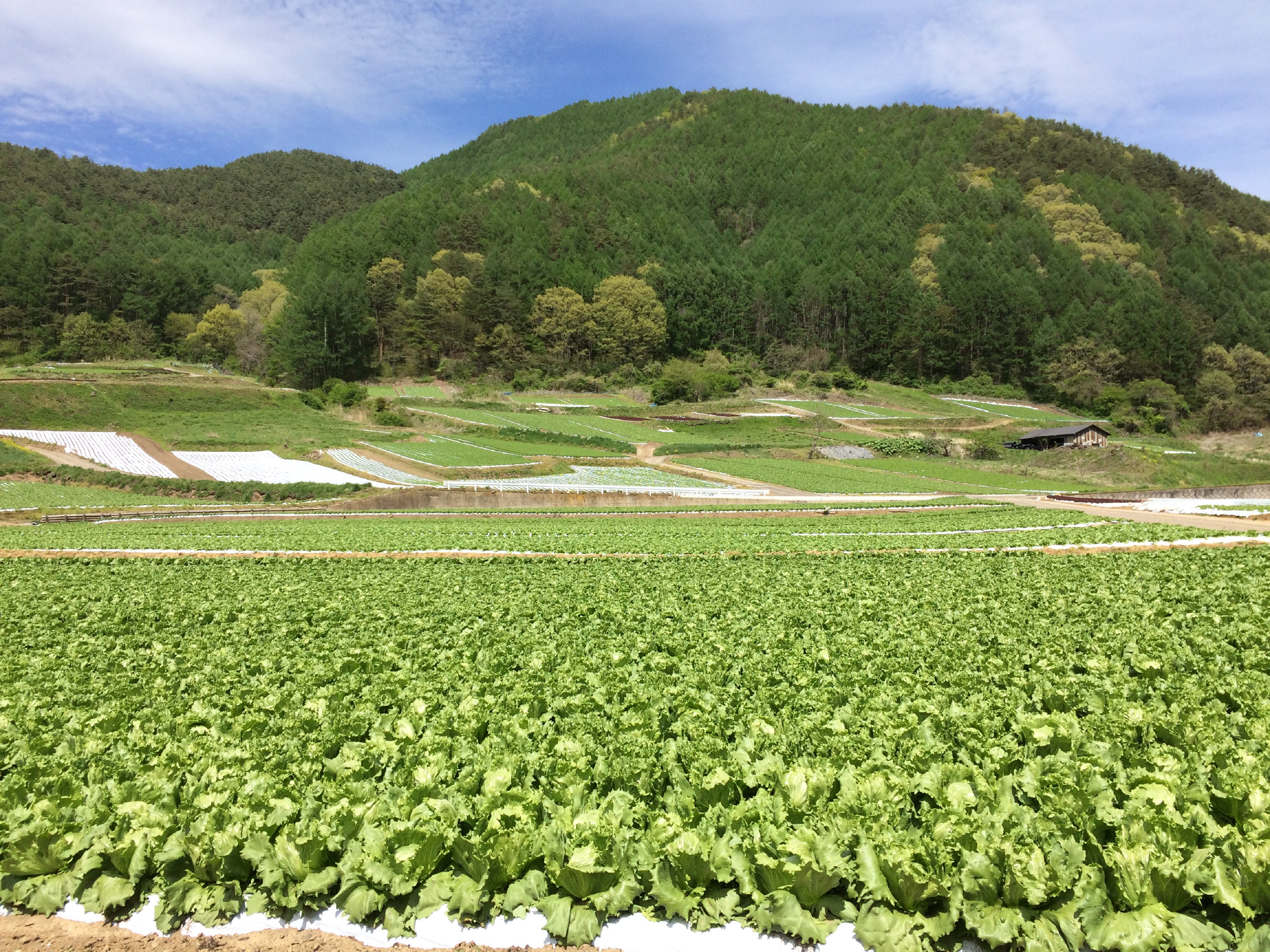 南牧村のキャベツ畑風景 / Scenery of cabbage field in Minamimaki village