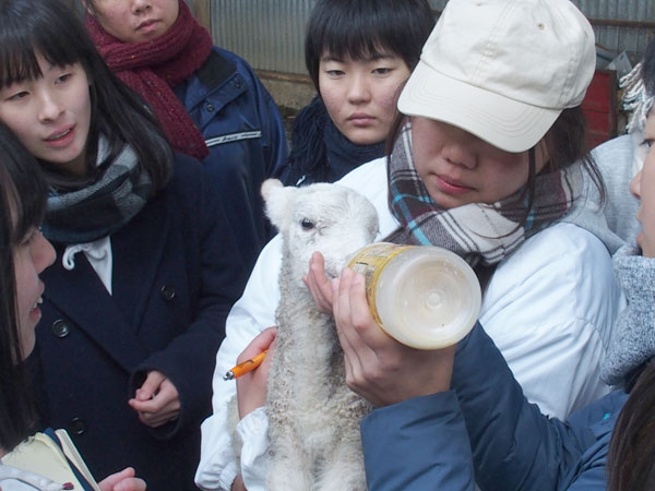 子羊に哺乳をさせてもらいました。かわいい。